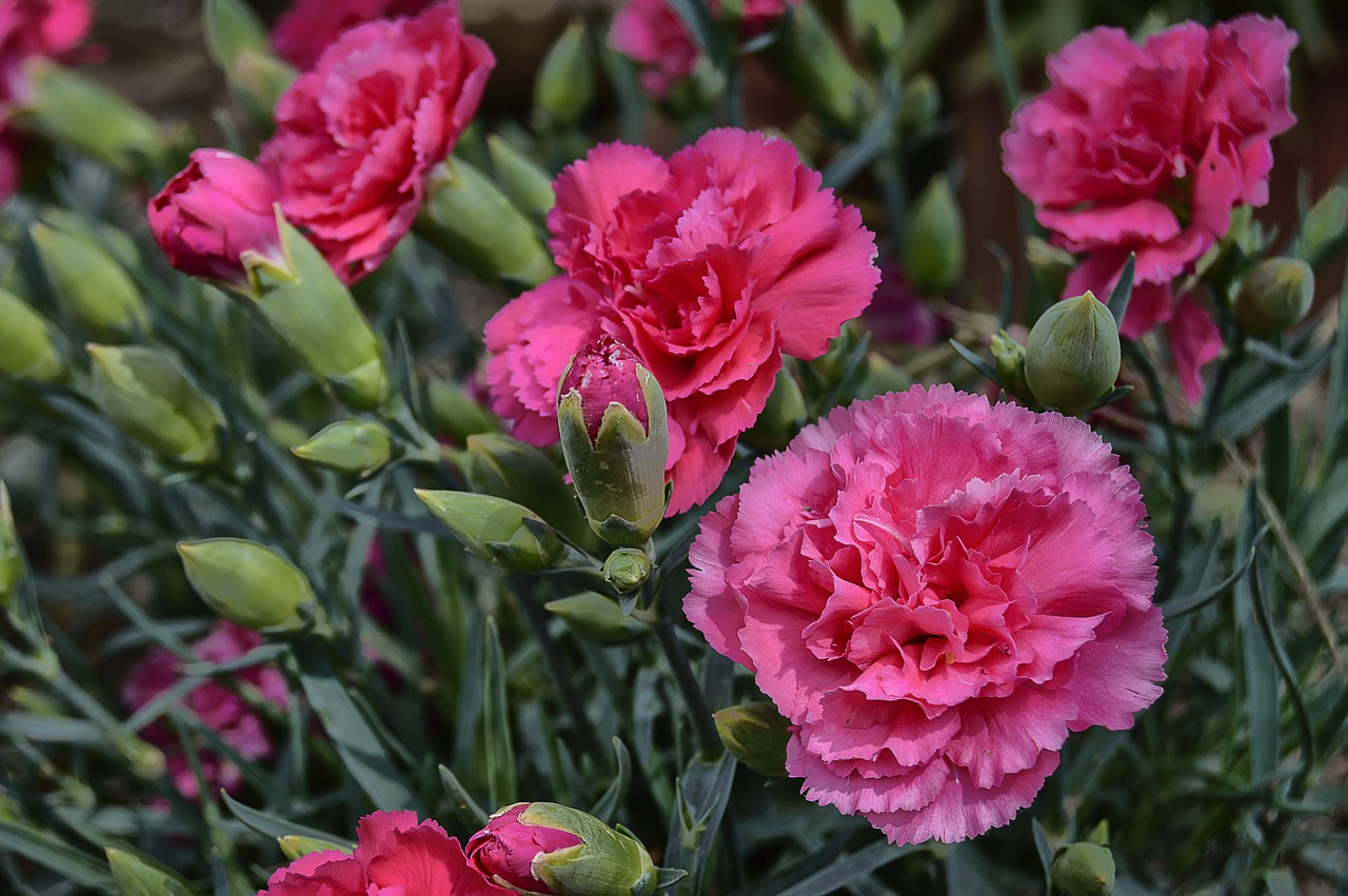 flower  carnation  carnations free photo