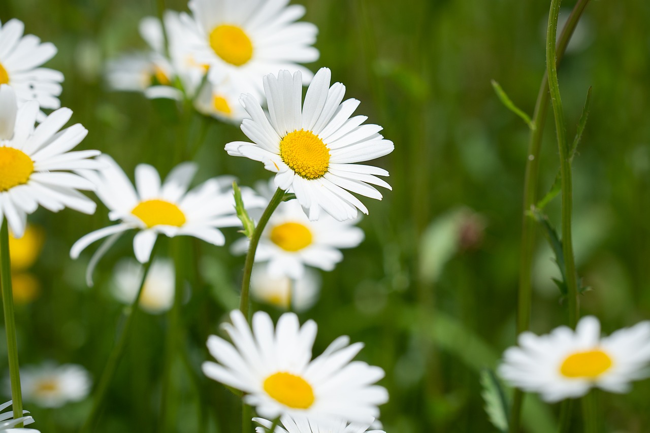 flower  white  white flowers free photo