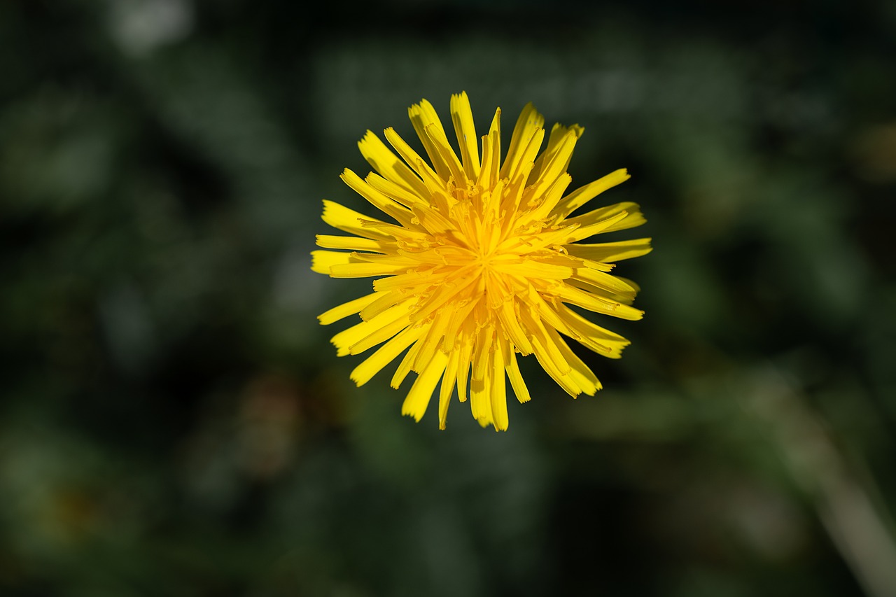 flower  yellow  yellow flower free photo