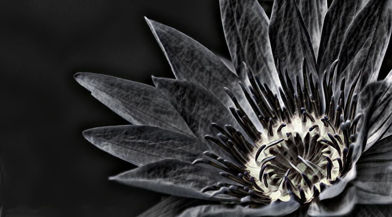 flower  black flower  black free photo