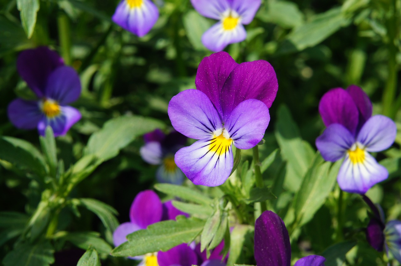 flower  flowers  pansies free photo