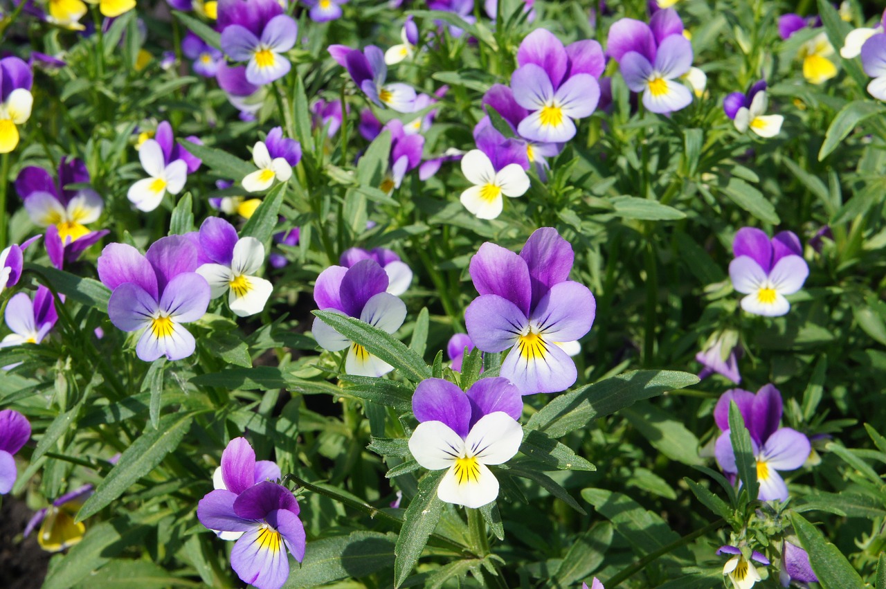 flower  flowers  pansies free photo