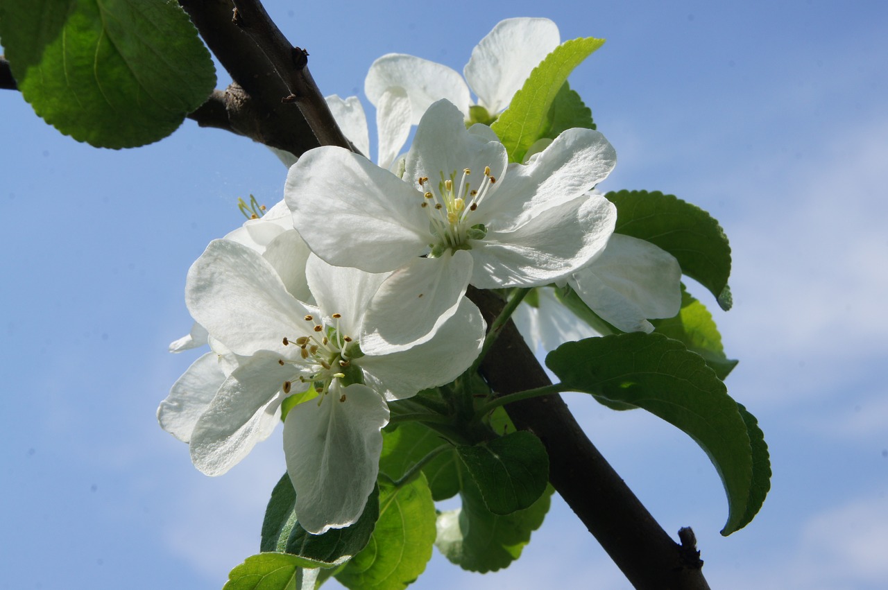 flower  flowers  apple tree free photo