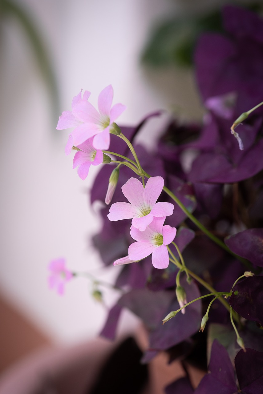 flower  plant  pink free photo