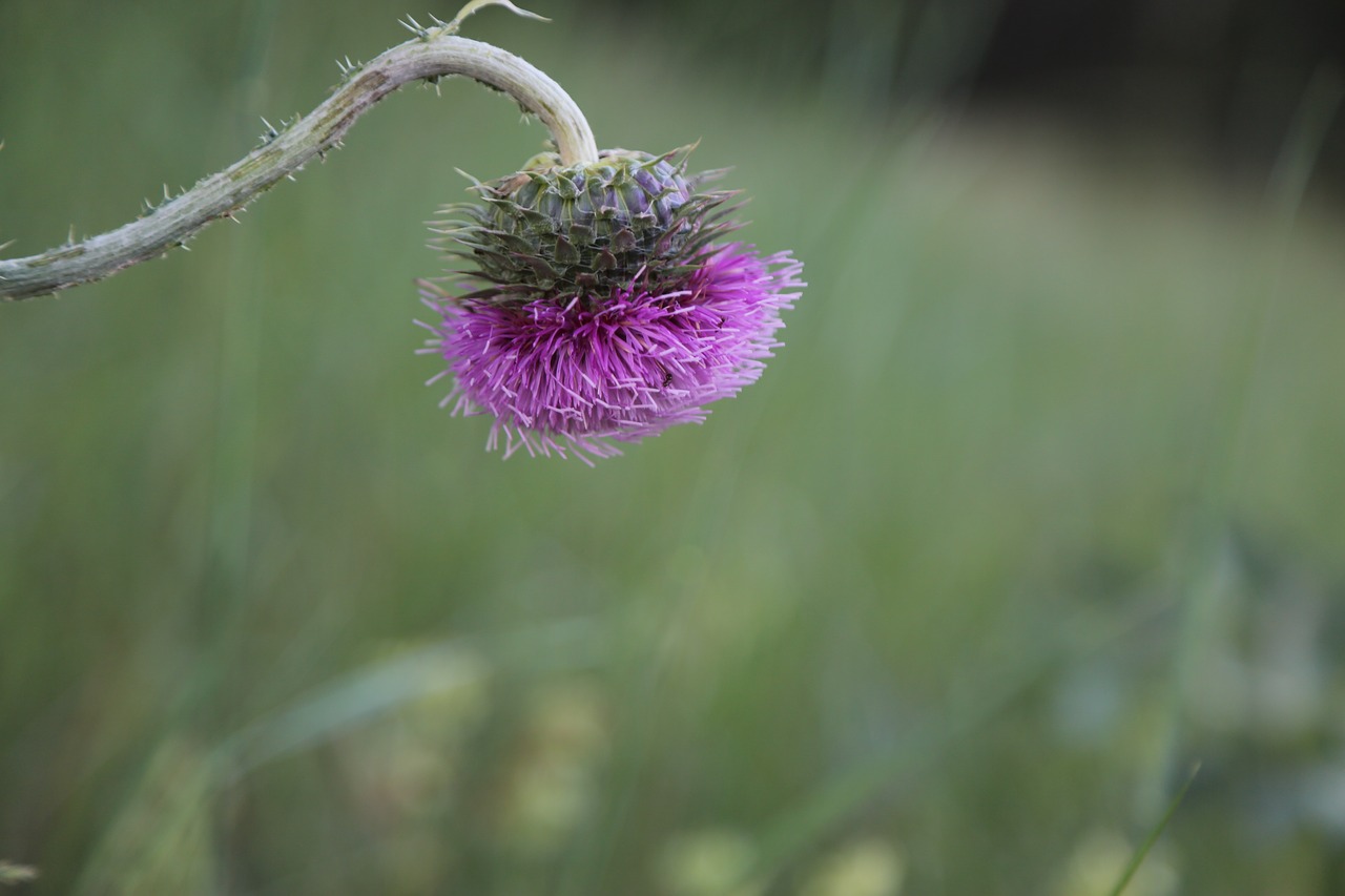 flower  plant  wildflowers free photo