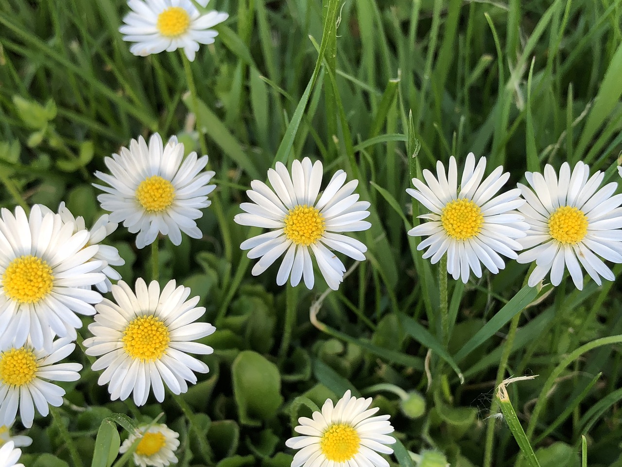 flower  green  spring free photo