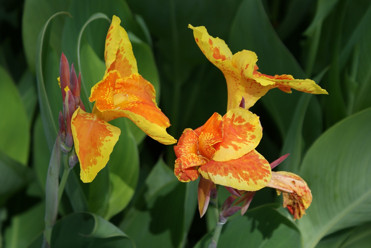 flower nature yellow free photo