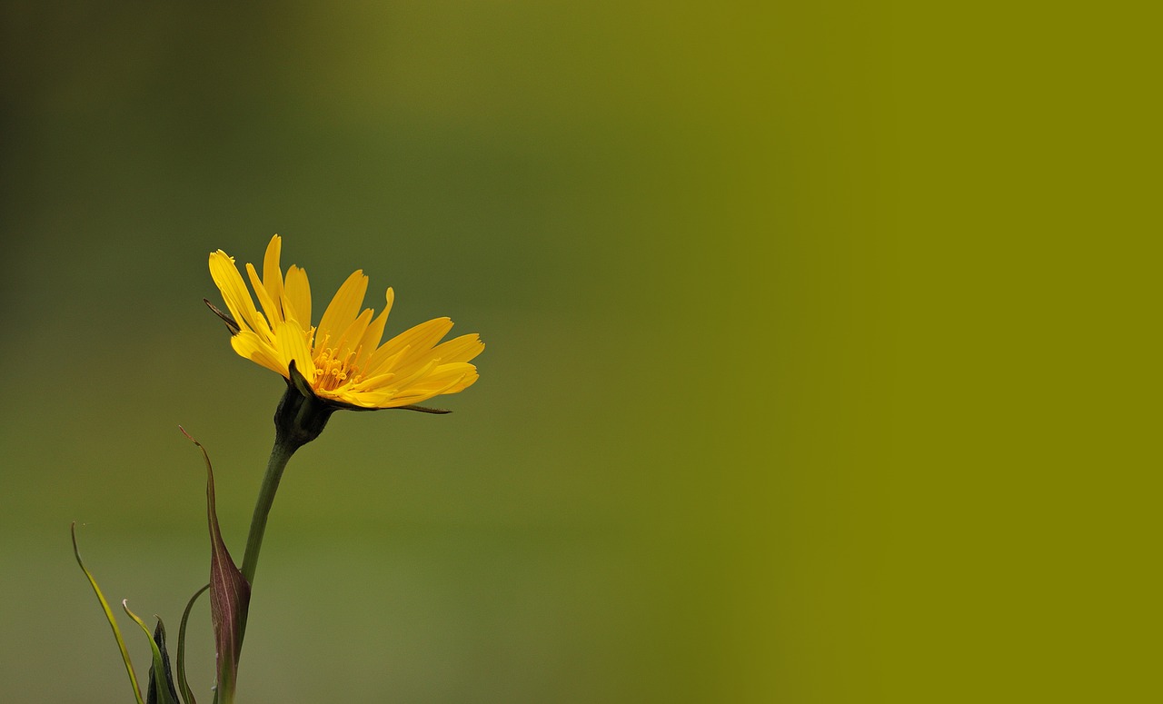 flower  yellow flower  yellow free photo