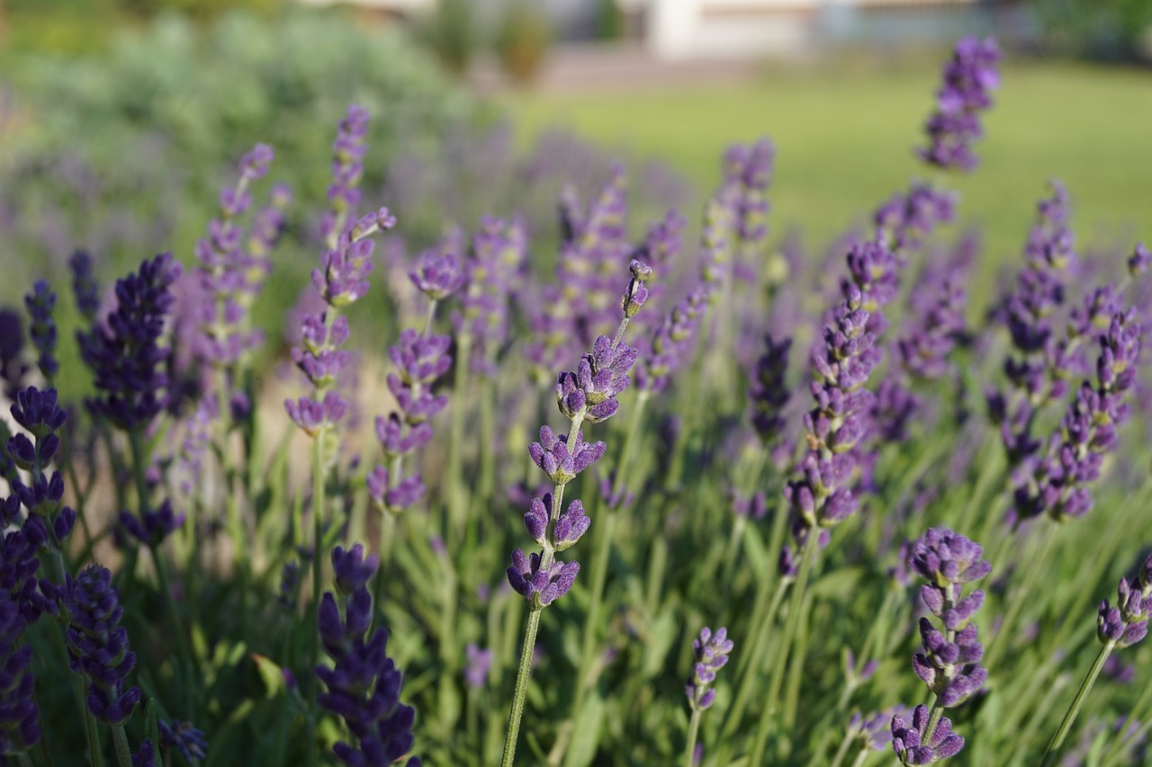 flower  lavender  purple free photo