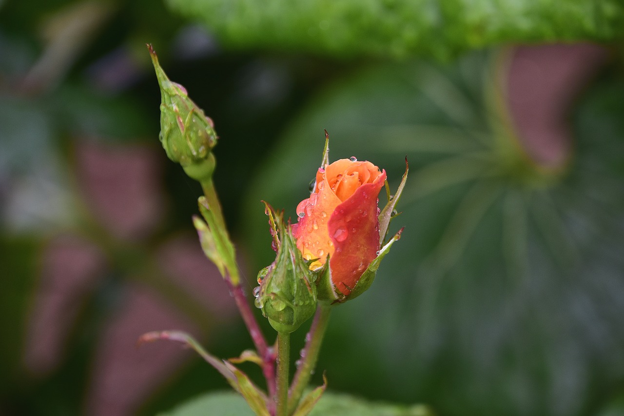 flower  jardim  nature free photo