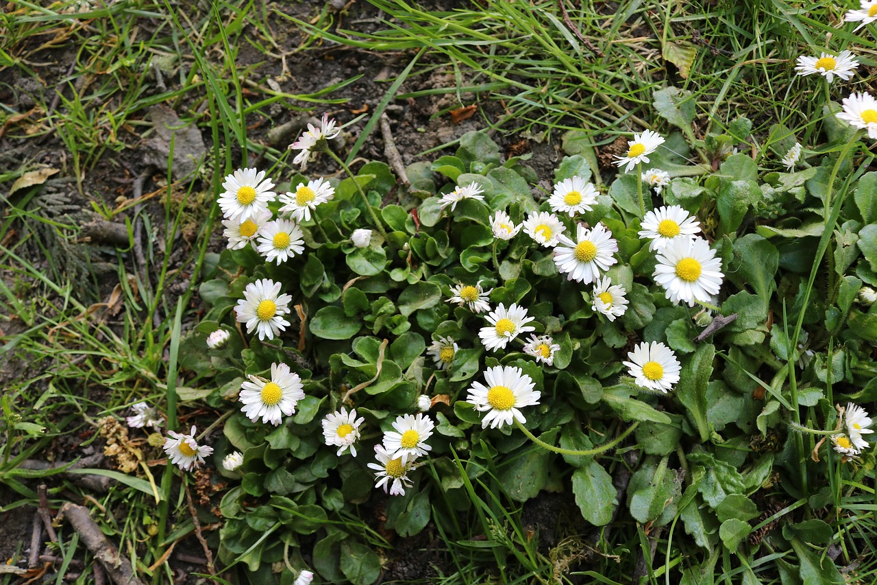 flower  beach  daisy free photo