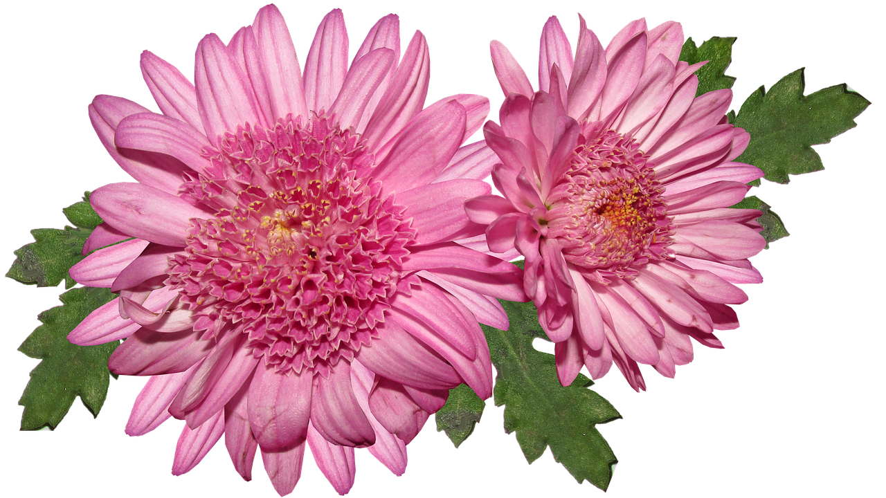 flower  chrysanthemum  pink free photo