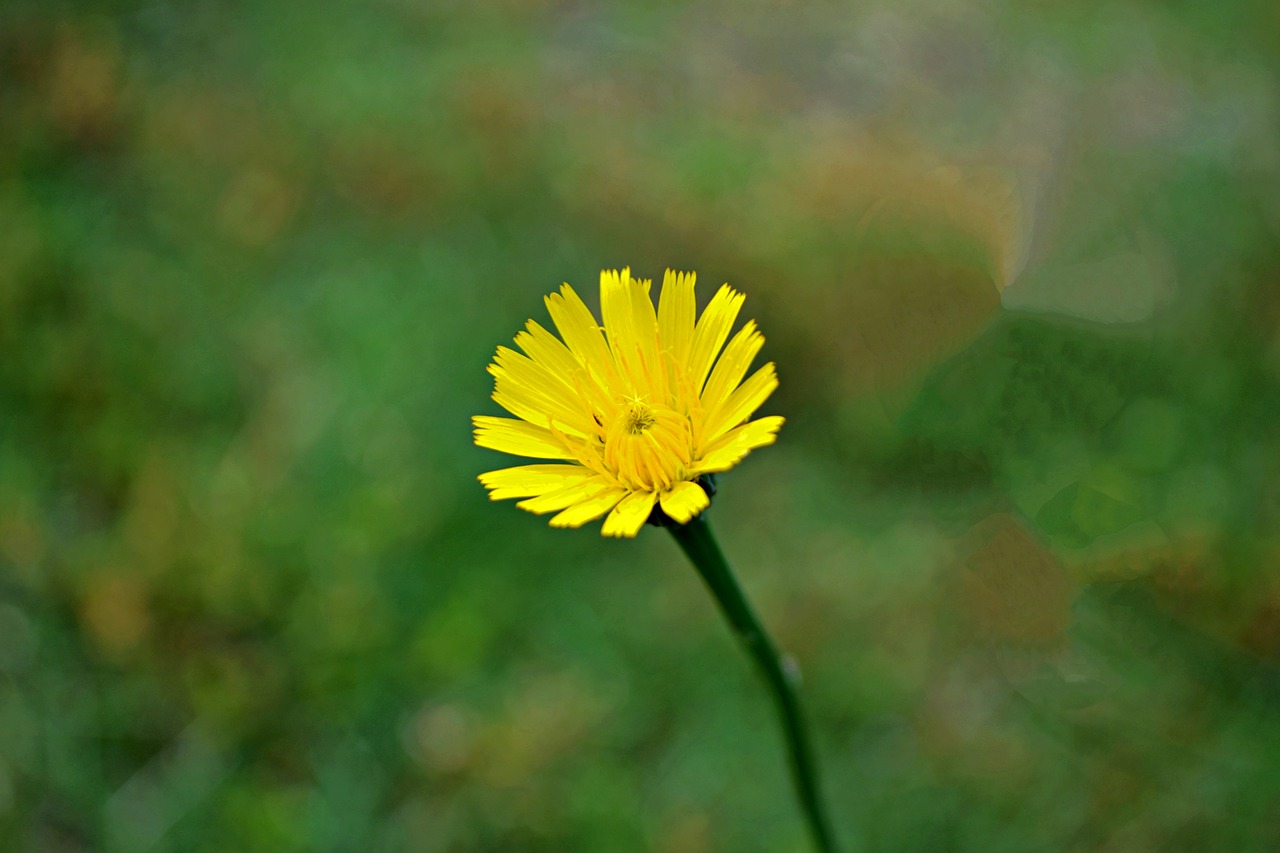 flower  floral  dandelion free photo