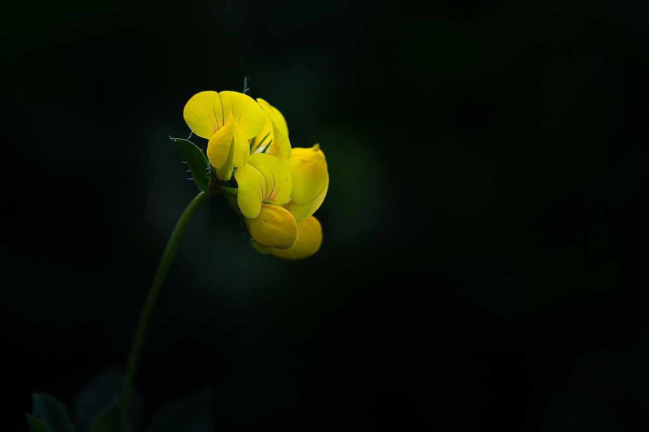 flower  yellow  yellow flower free photo