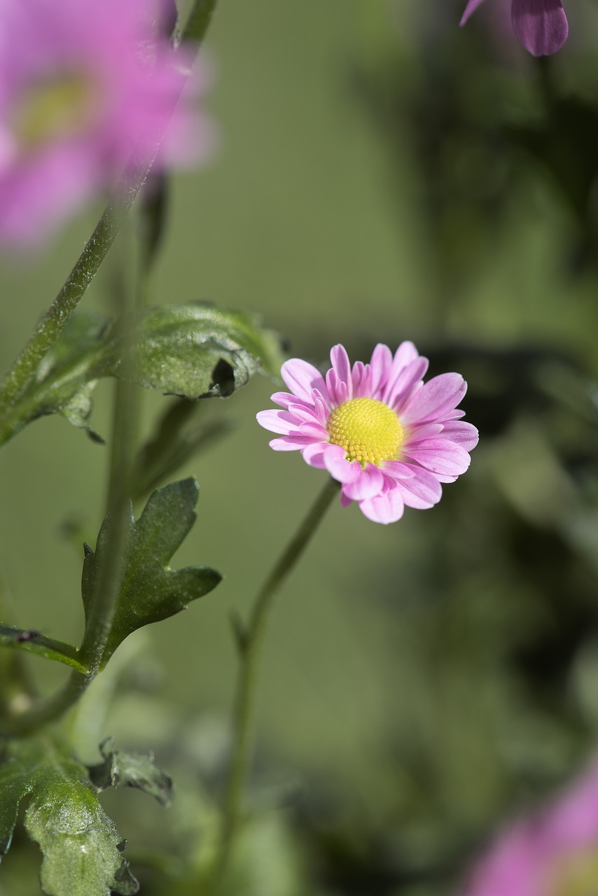 flower  pink  pink flower free photo