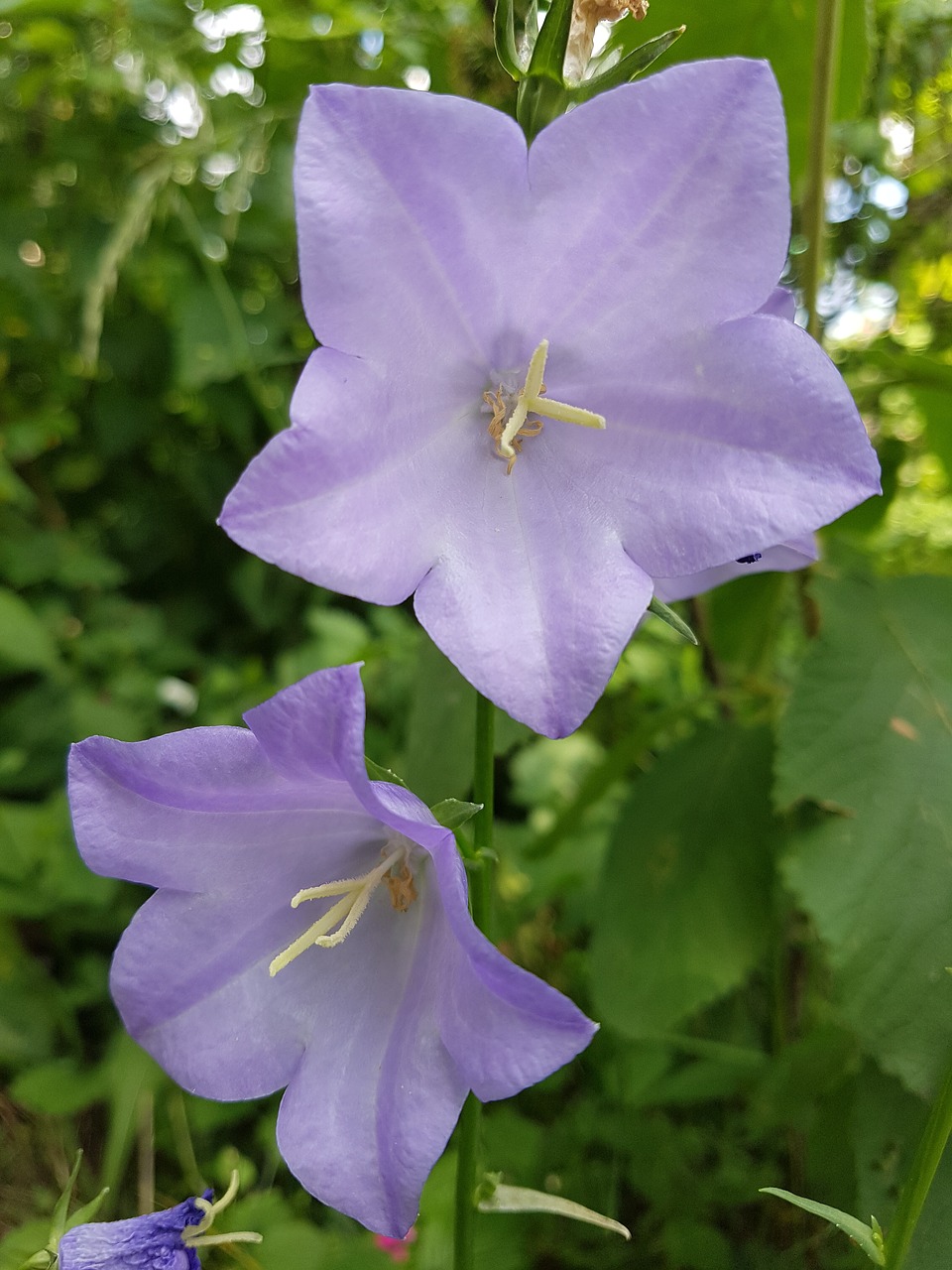 flower  nature  in the free free photo