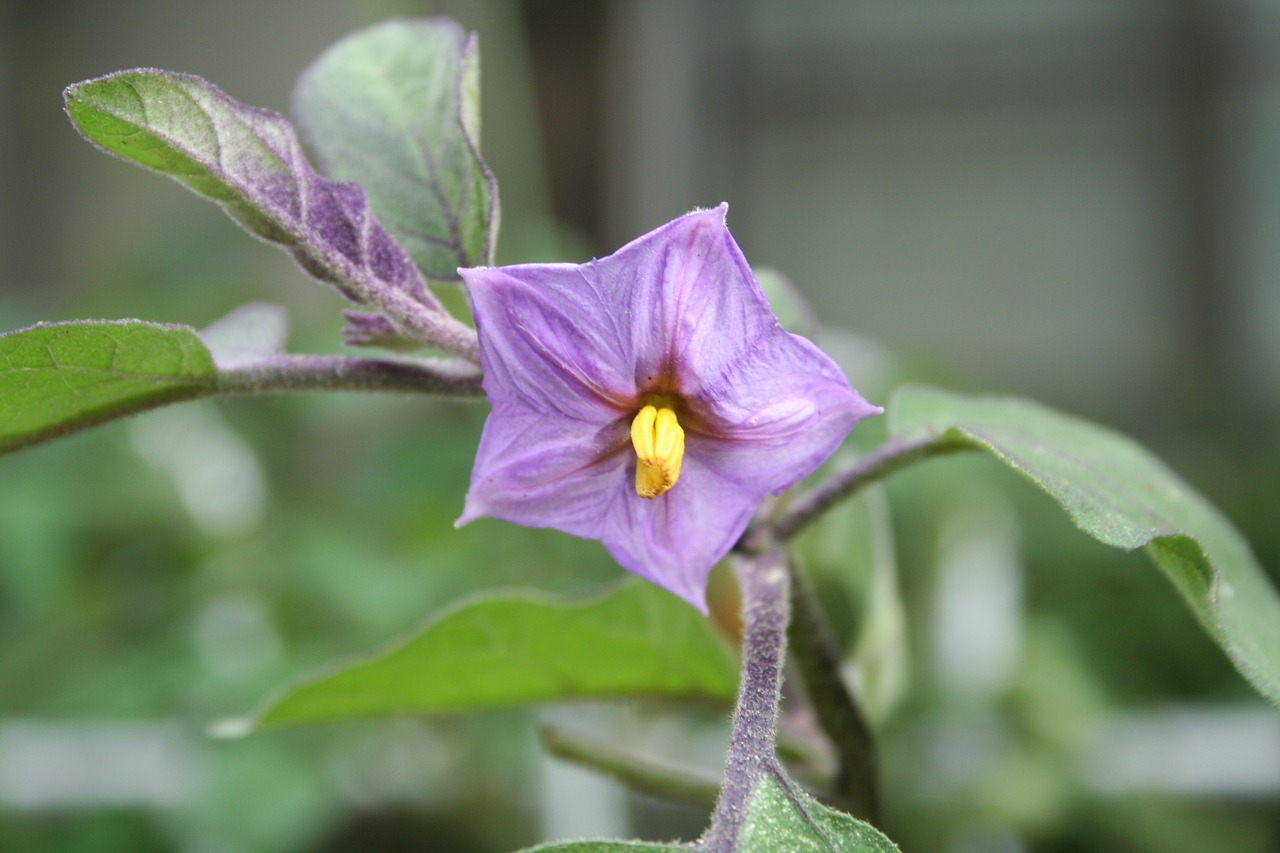 flower  flowers  eggplant free photo