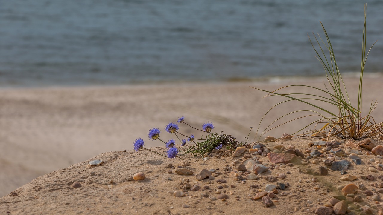 flower  plant  beach free photo