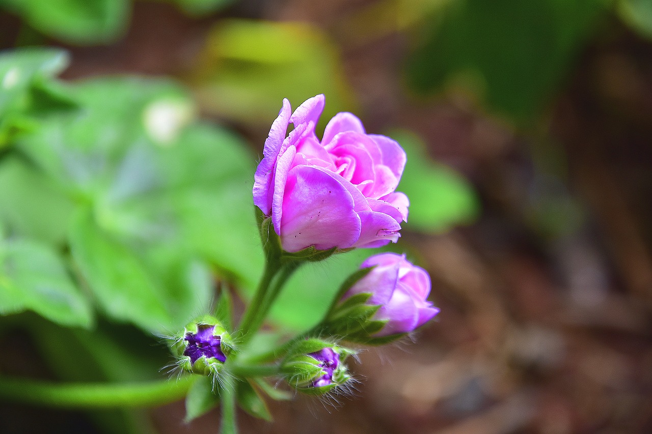 flower  garden  flowers free photo