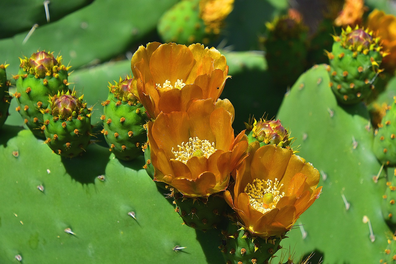 flower  garden  flowers free photo