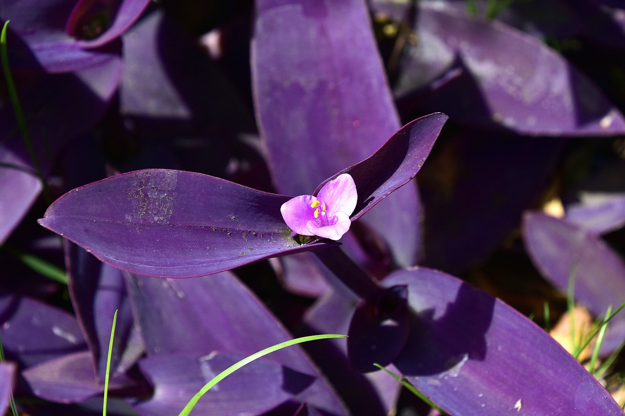 flower  garden  flowers free photo