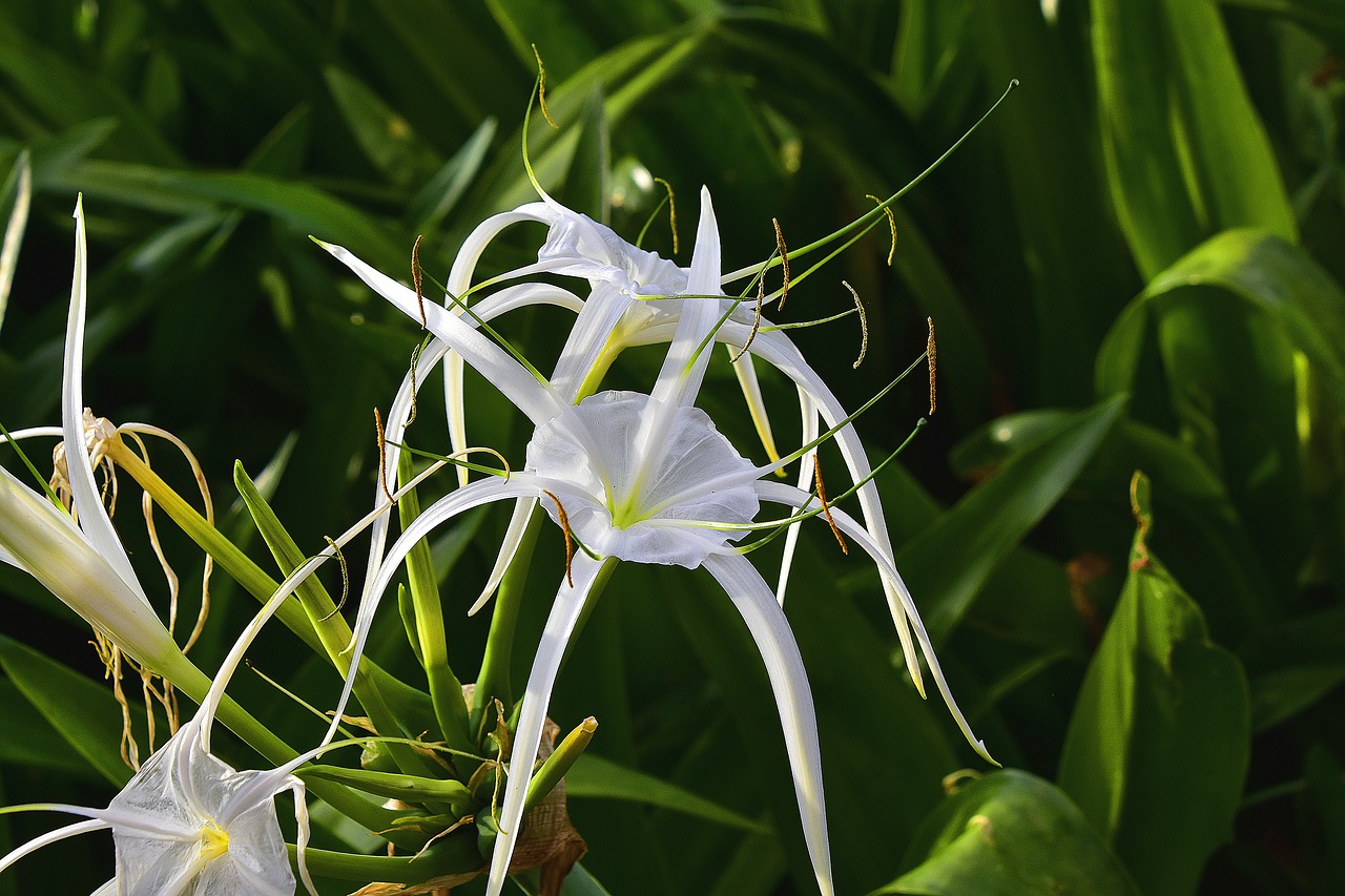 flower  garden  flowers free photo