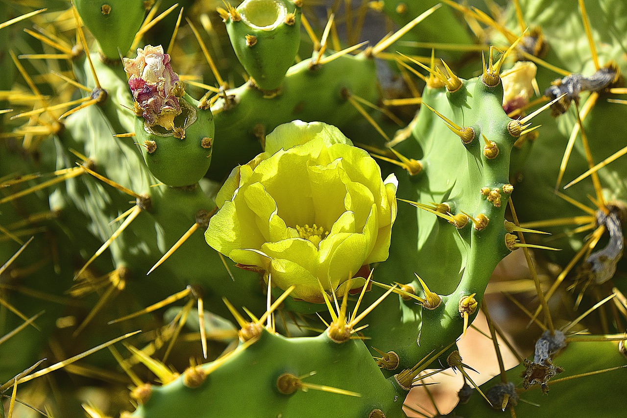 flower  garden  flowers free photo