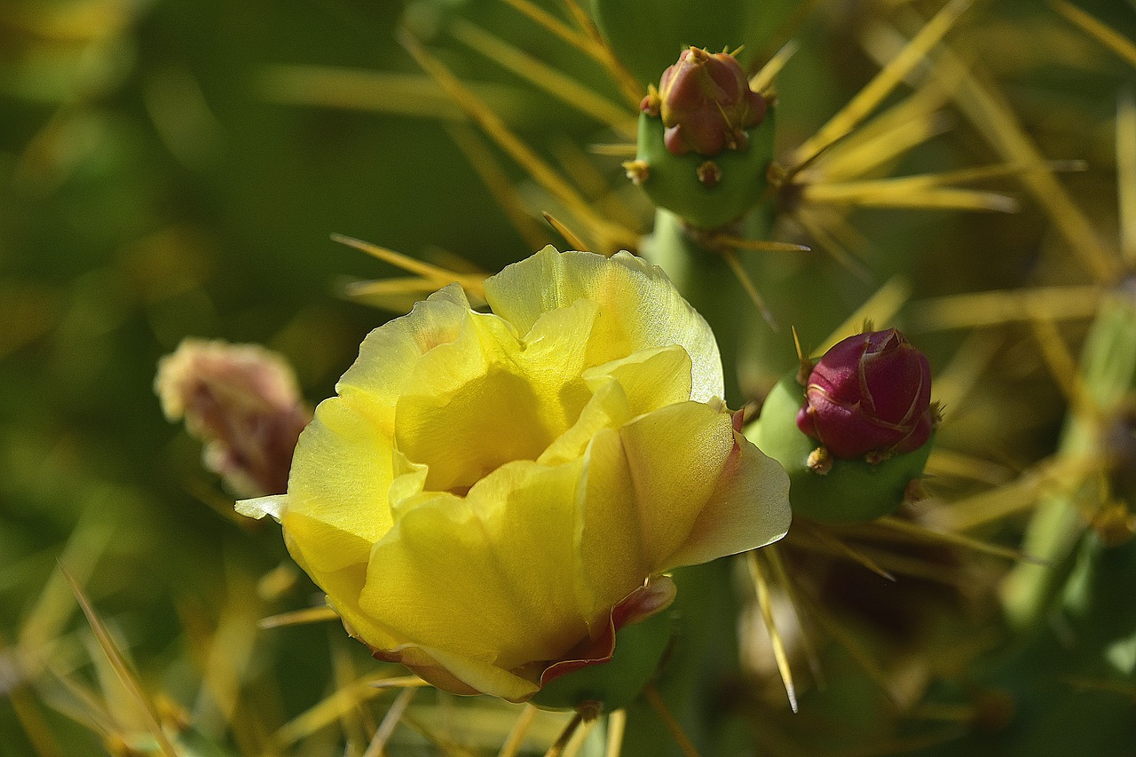 flower  garden  flowers free photo