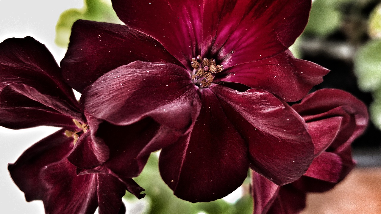 flower  red  petals free photo