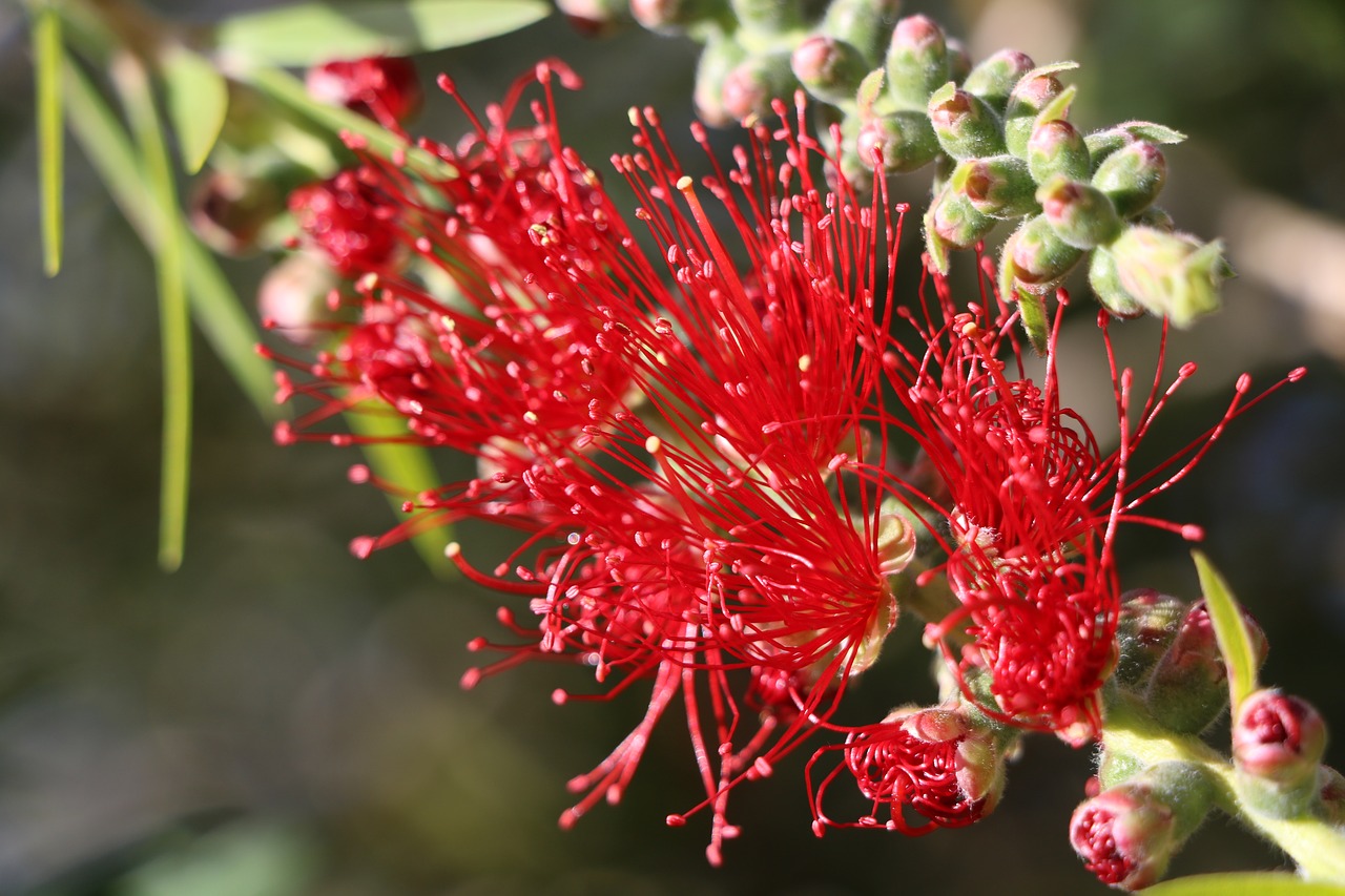 flower  red  nature free photo