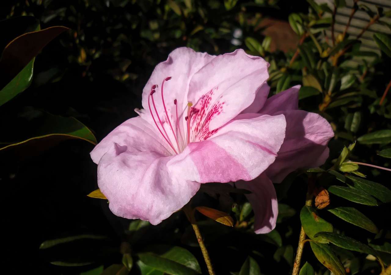 flower  garden  pink free photo