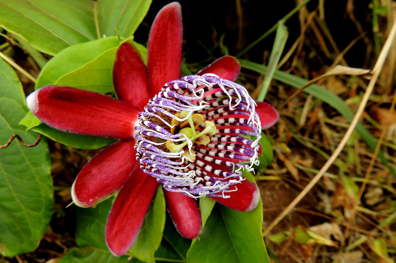 flower passion fruit fruit free photo