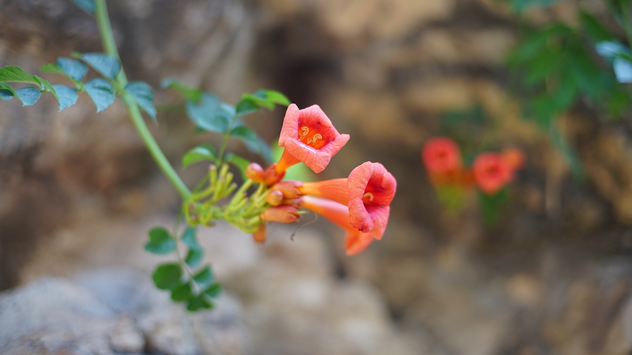 flower  plant  red flowers free photo