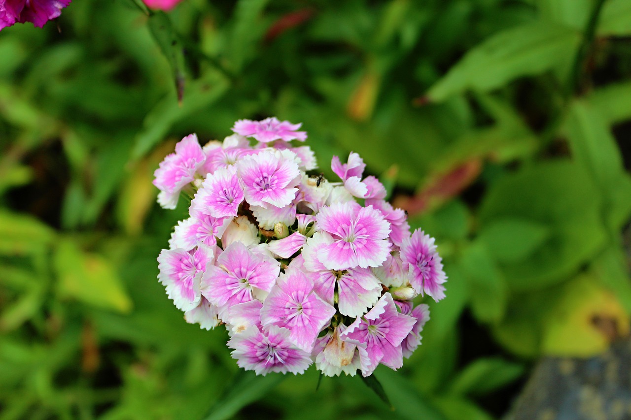 flower  garden  slovakia free photo