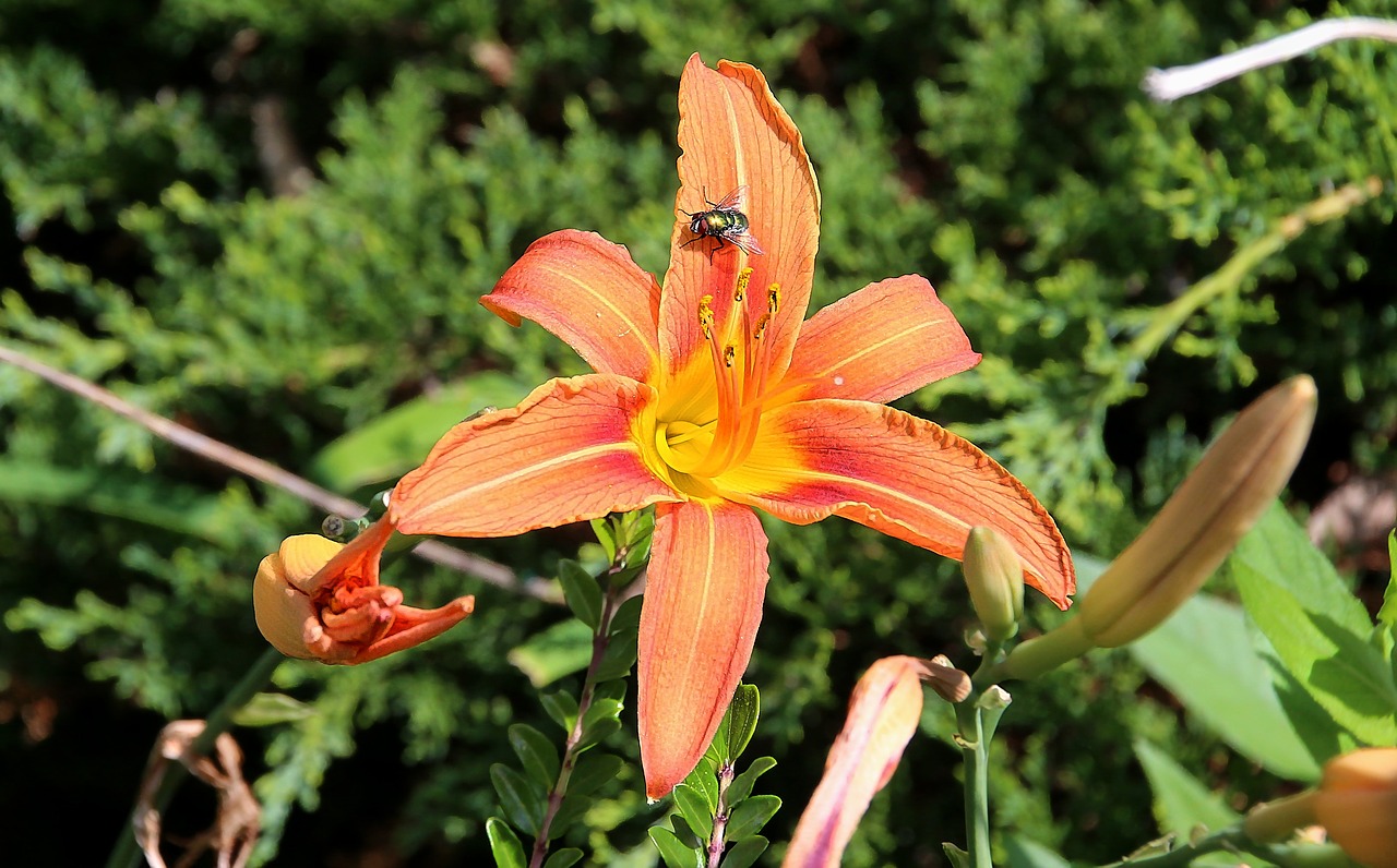 flower  lily  blossom free photo