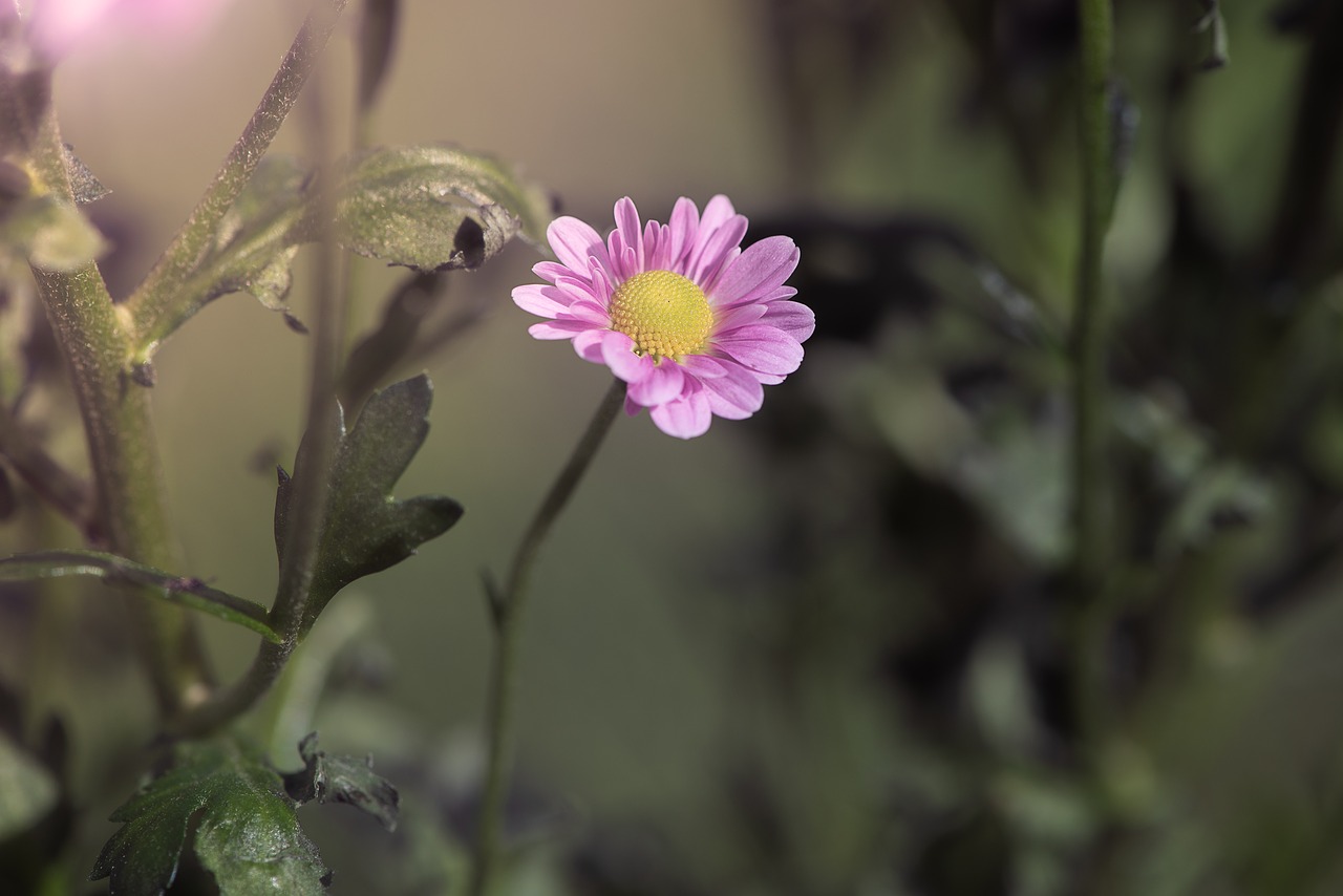 flower  pink  pink flower free photo