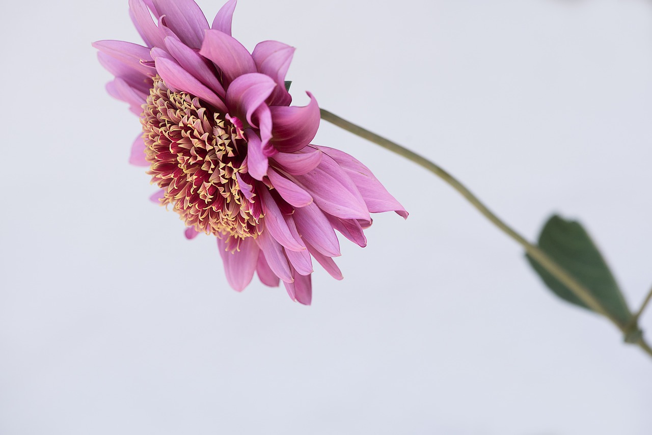 flower  dusky pink  pink free photo