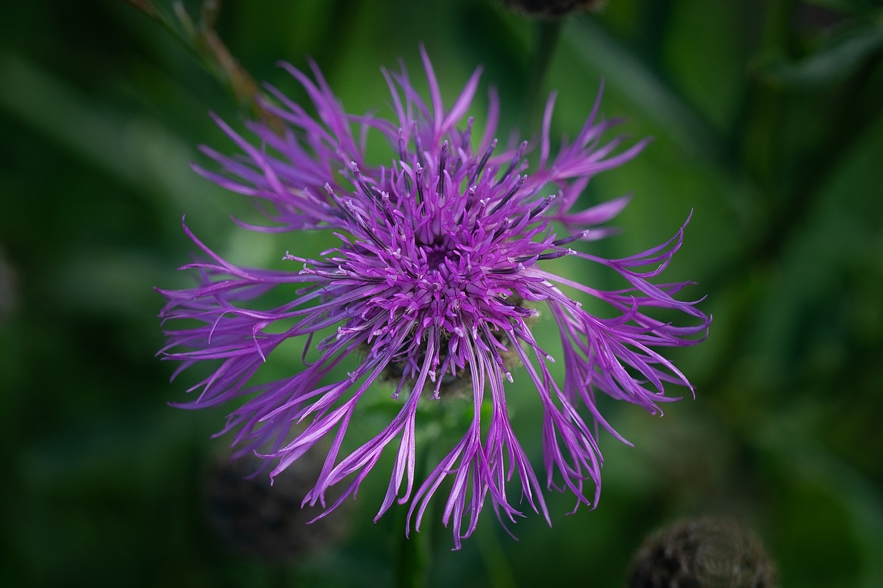 flower  blossom  bloom free photo