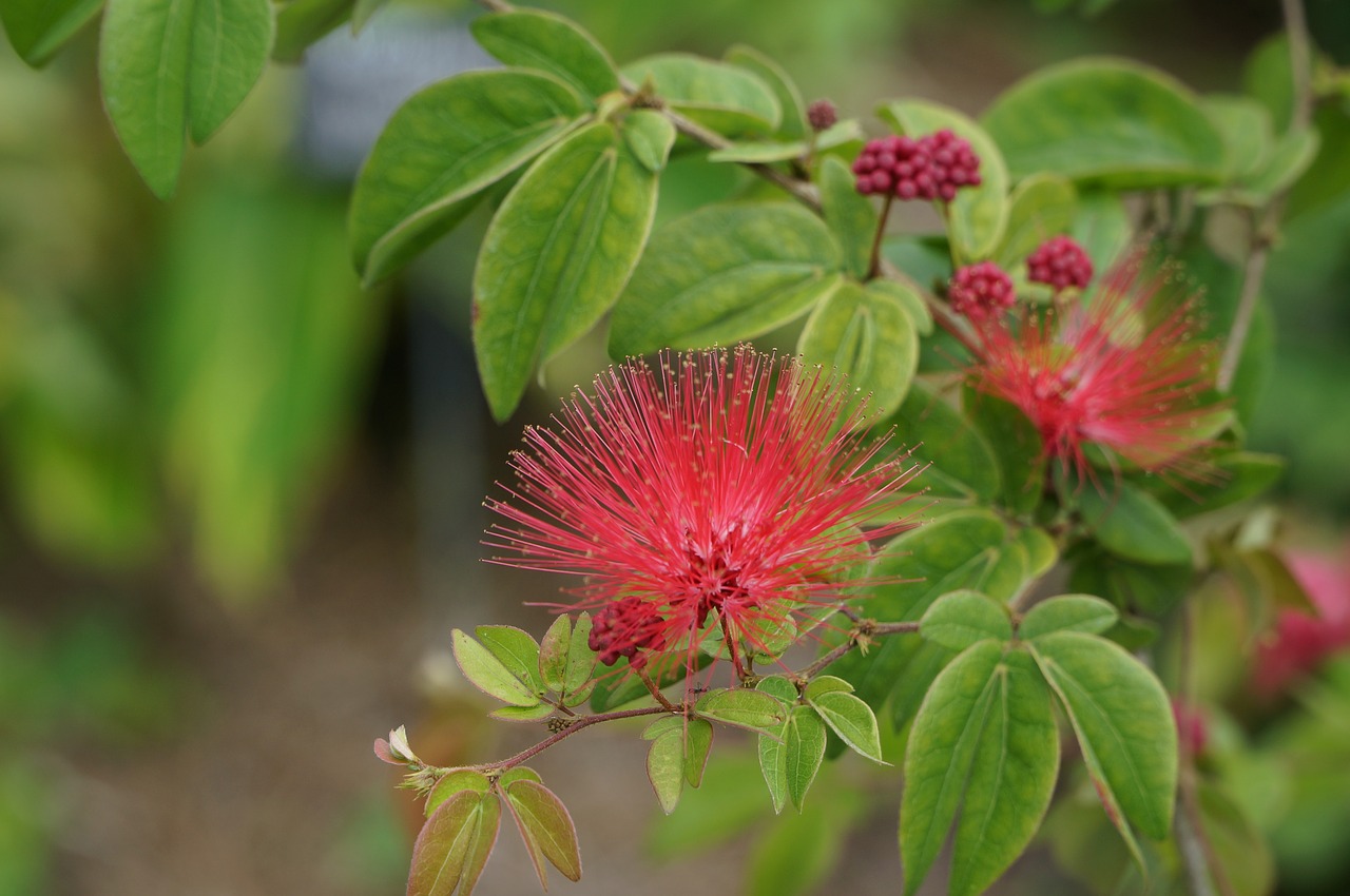 flower  red  dwarf free photo