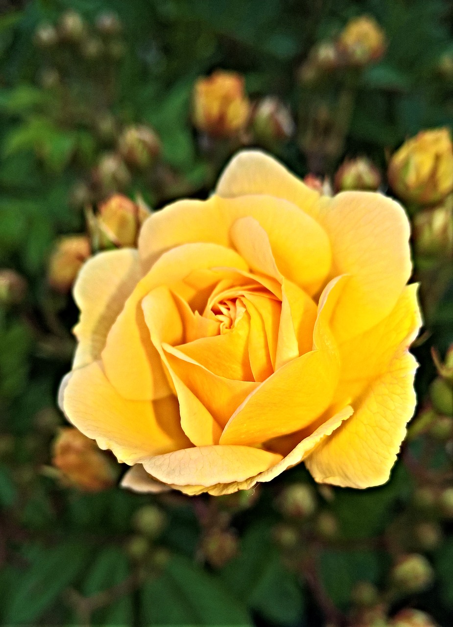 flower  rose  floribunda free photo