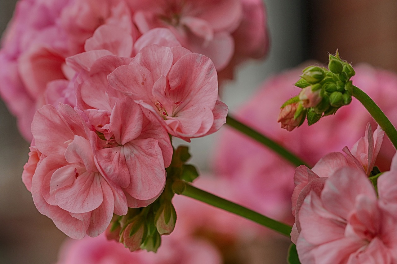 flower  pink  garden free photo