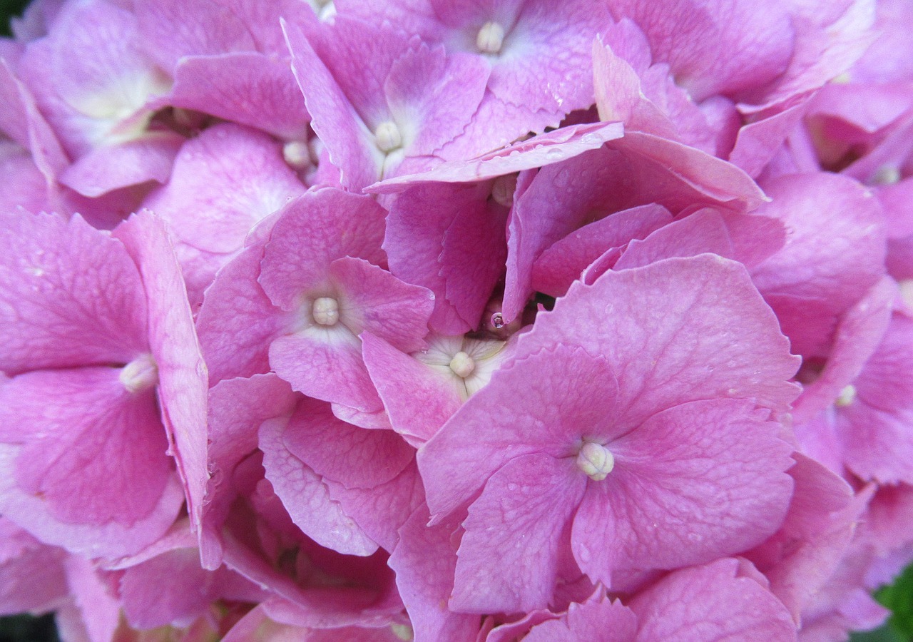 flower  hydrangea  purple free photo