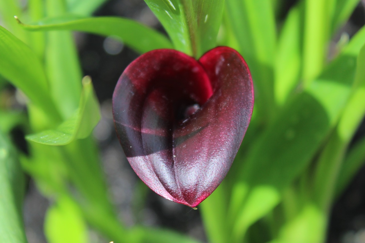 flower  plant  lily free photo