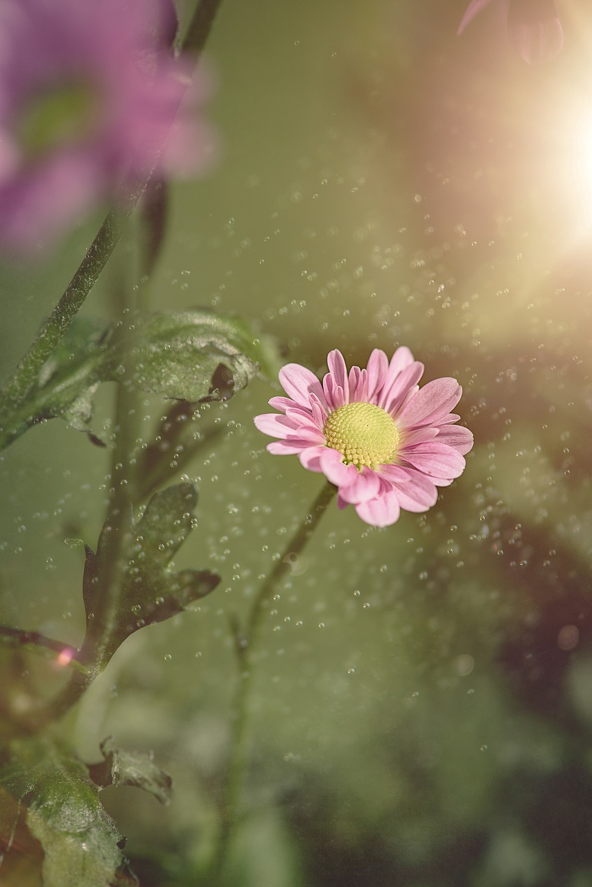 flower  pink  blossom free photo