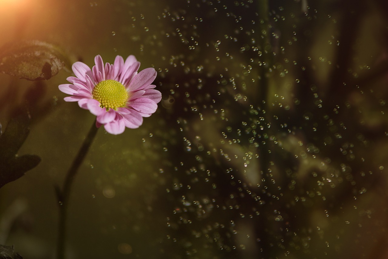 flower  pink  pink flower free photo