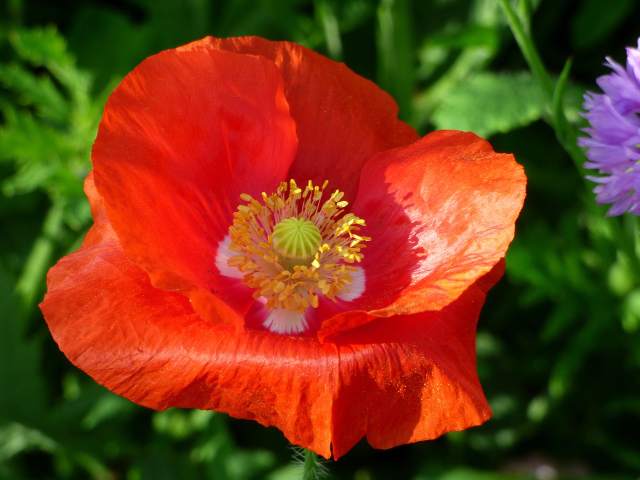 flower  poppy  flowering free photo