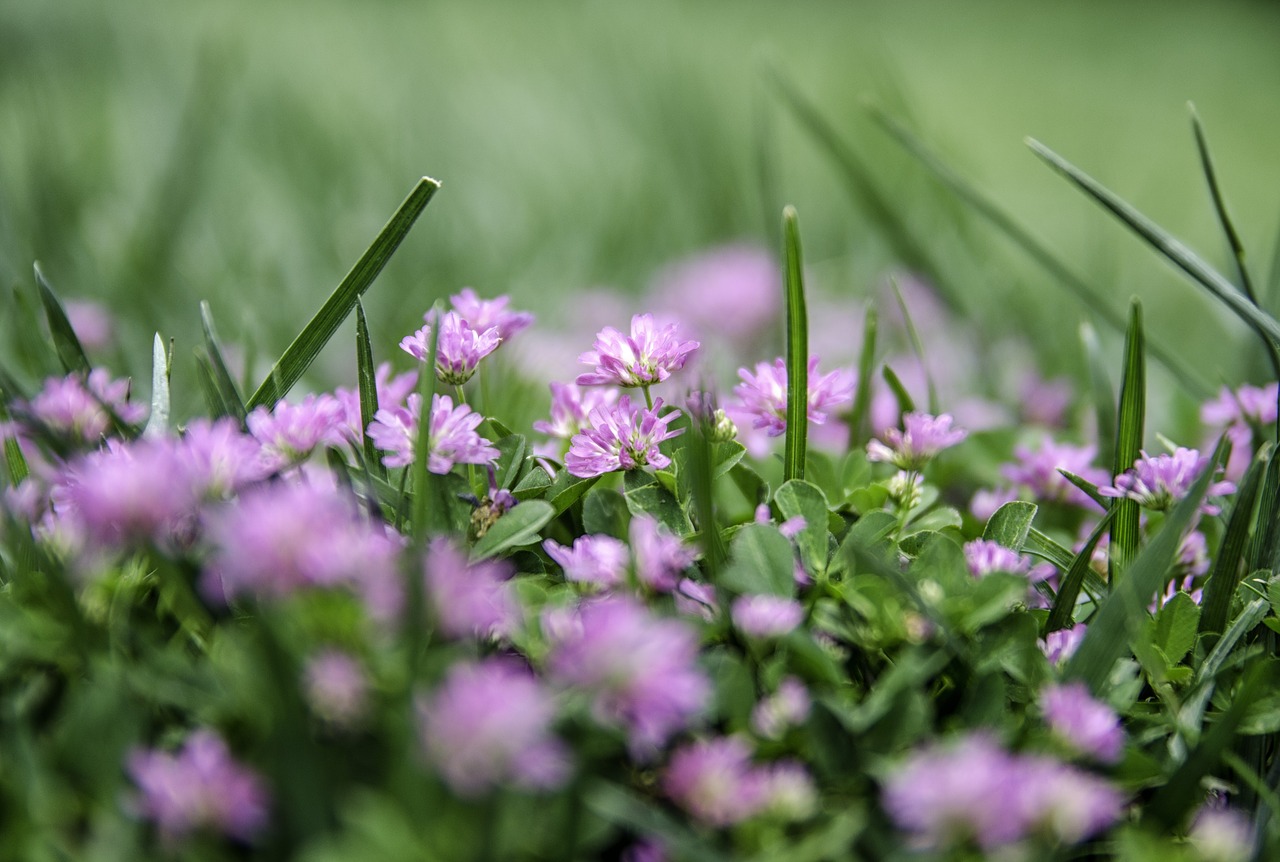 flower  nature  purple free photo