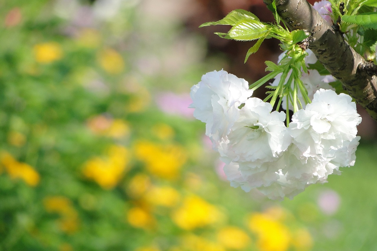 flower  cherry blossoms  chrysanthemum cherry free photo