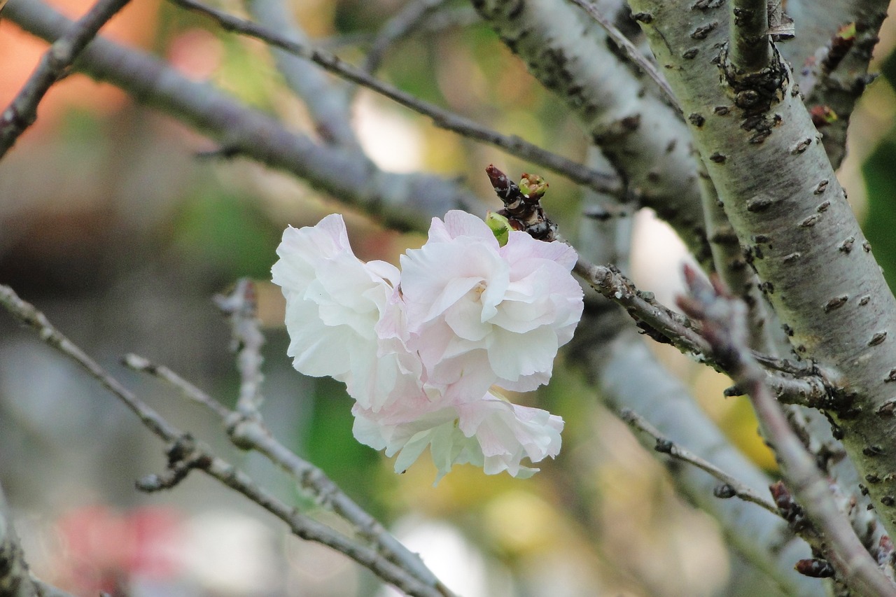 flower  cherry blossoms  chrysanthemum cherry free photo