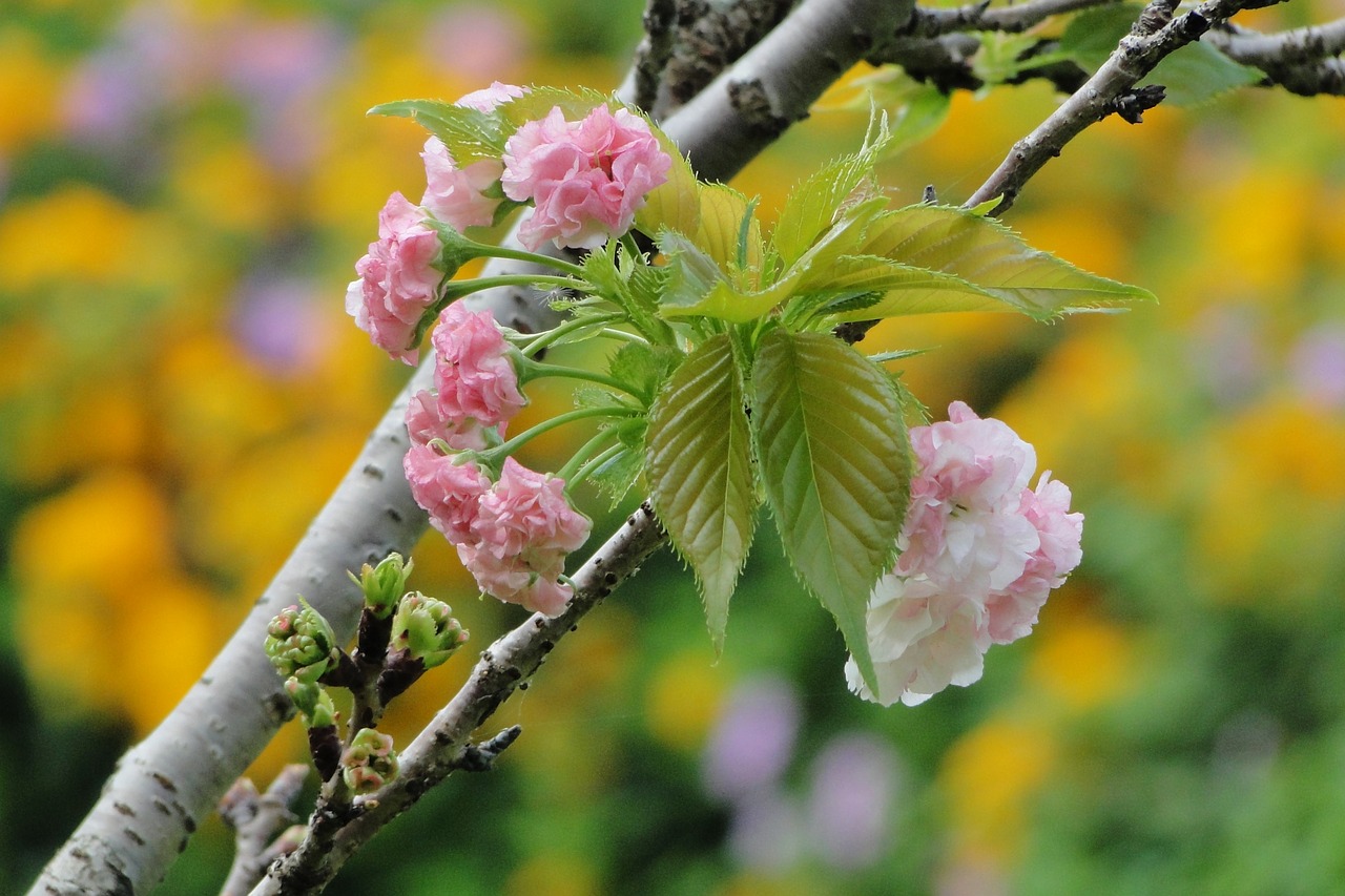 flower  cherry blossoms  chrysanthemum cherry free photo